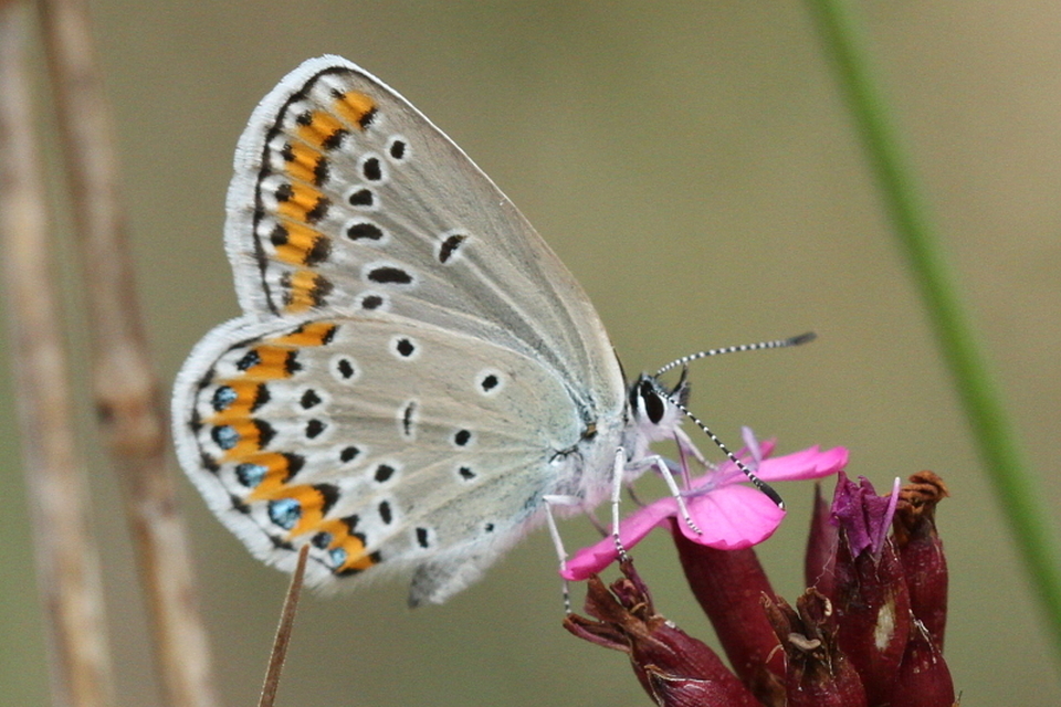 Plebejus argyrognomon - tintakék boglárka