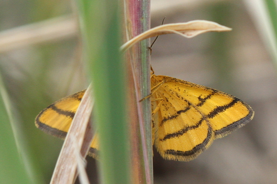 Idaea aureolaria - aranyos sávosaraszoló