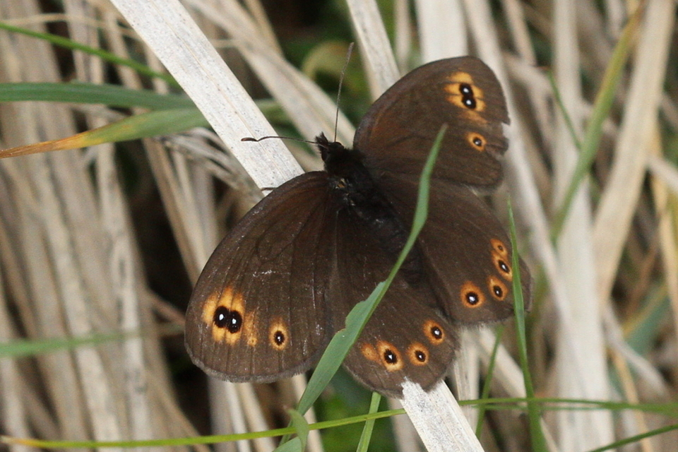 Erebia medusa - tavaszi szerecsenlepke