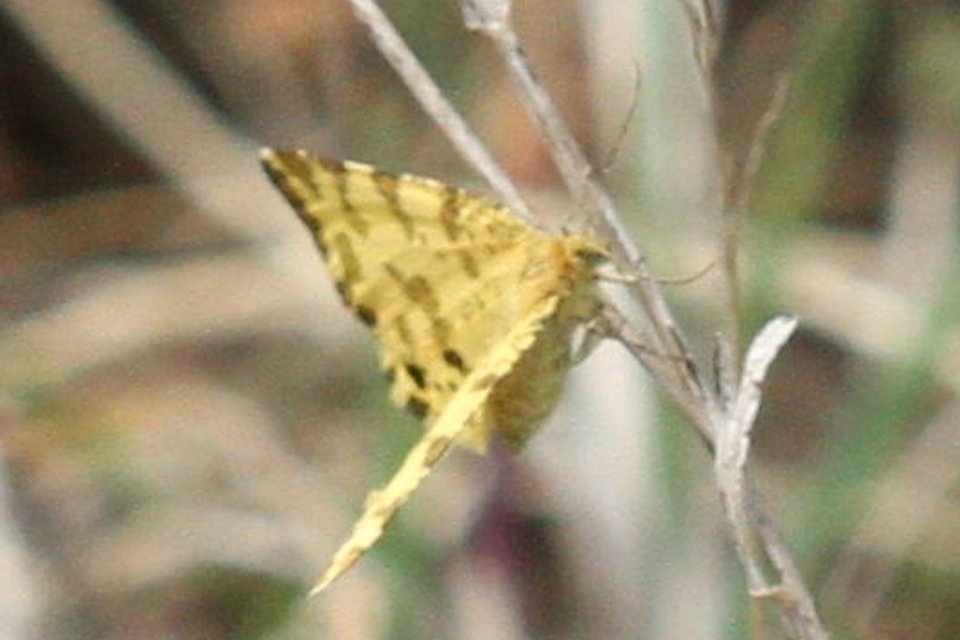Pseudopanthera macularia - párducfoltos araszoló