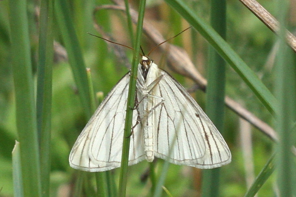 Siona lineata - vonalas fehéraraszoló
