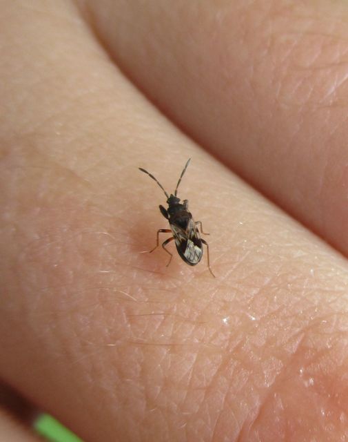 Scolopostethus