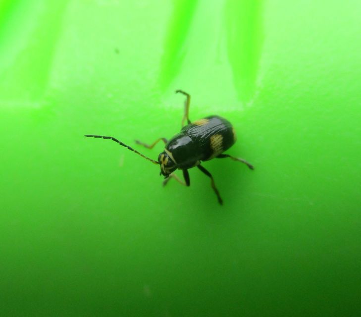 Cryptocephalus moraei - közönséges zömökbogár
