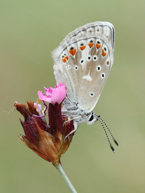 Polyommatus dorylas - fénylő boglárka