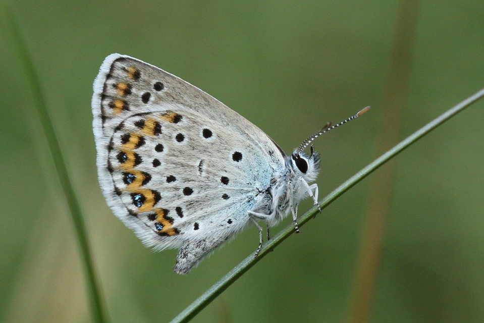 Plebejus idas - északi boglárka