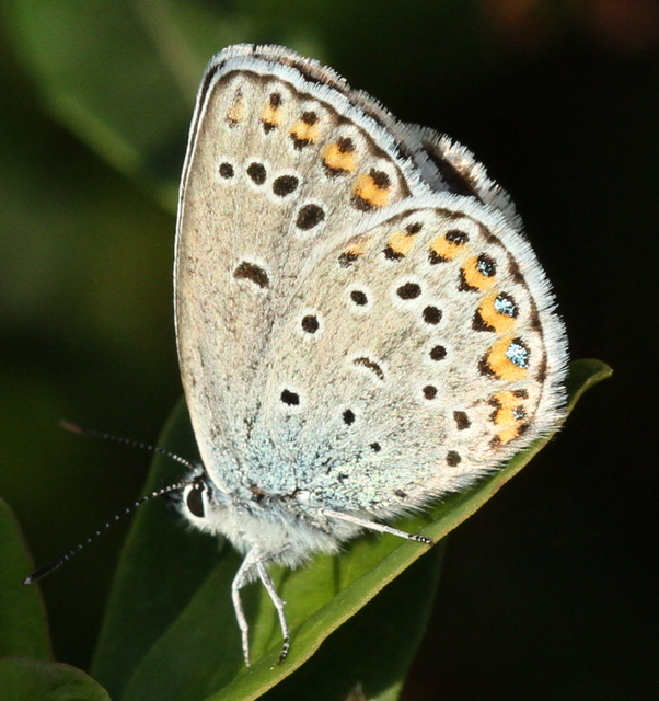 Plebejus idas - északi boglárka