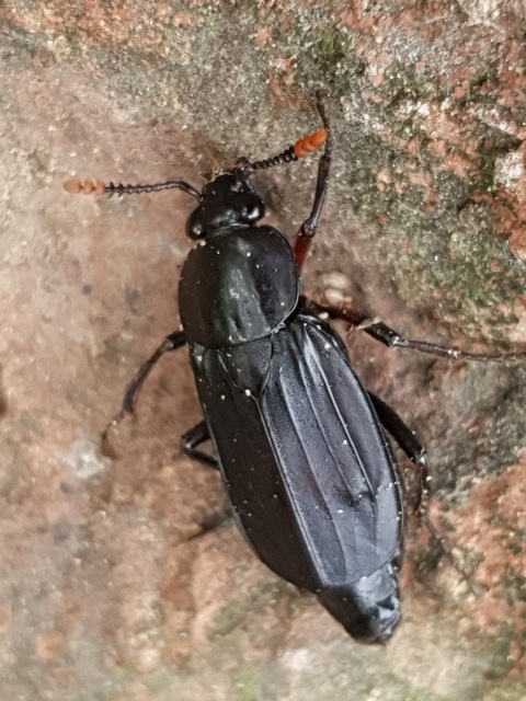 Necrodes littoralis - nagy dögbogár