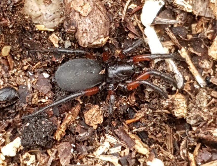 Gnaphosa bicolor