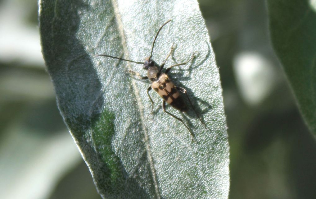 Pachytodes erraticus - rajzos virágcincér