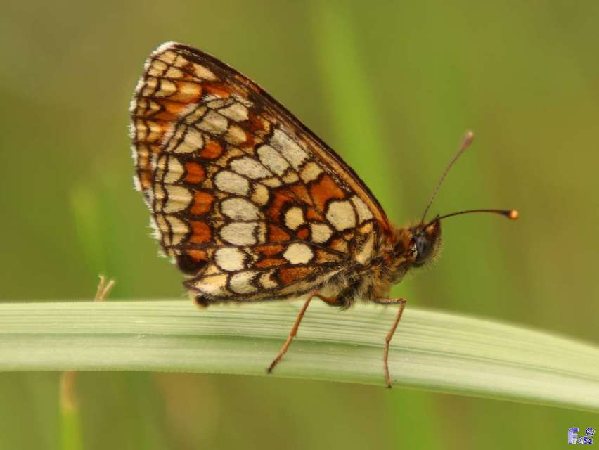 Melitaea athalia - közönséges tarkalepke