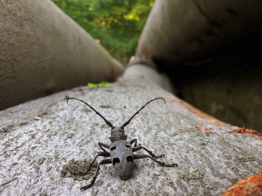 Morimus asper funereus - gyászcincér