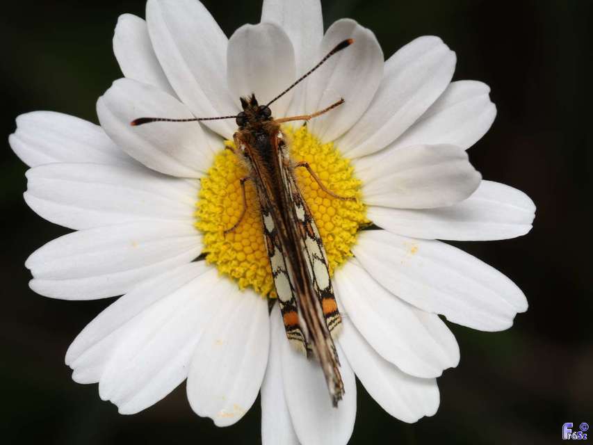 Melitaea athalia - közönséges tarkalepke