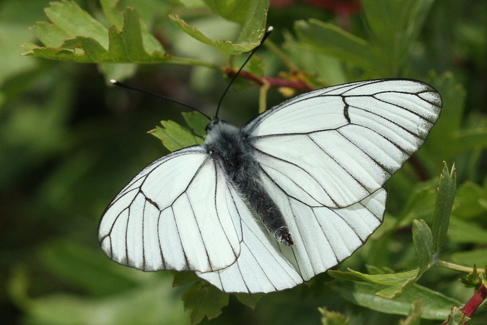 Aporia crataegi - galagonyalepke