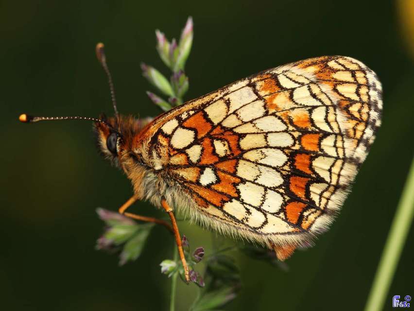 Melitaea athalia - közönséges tarkalepke