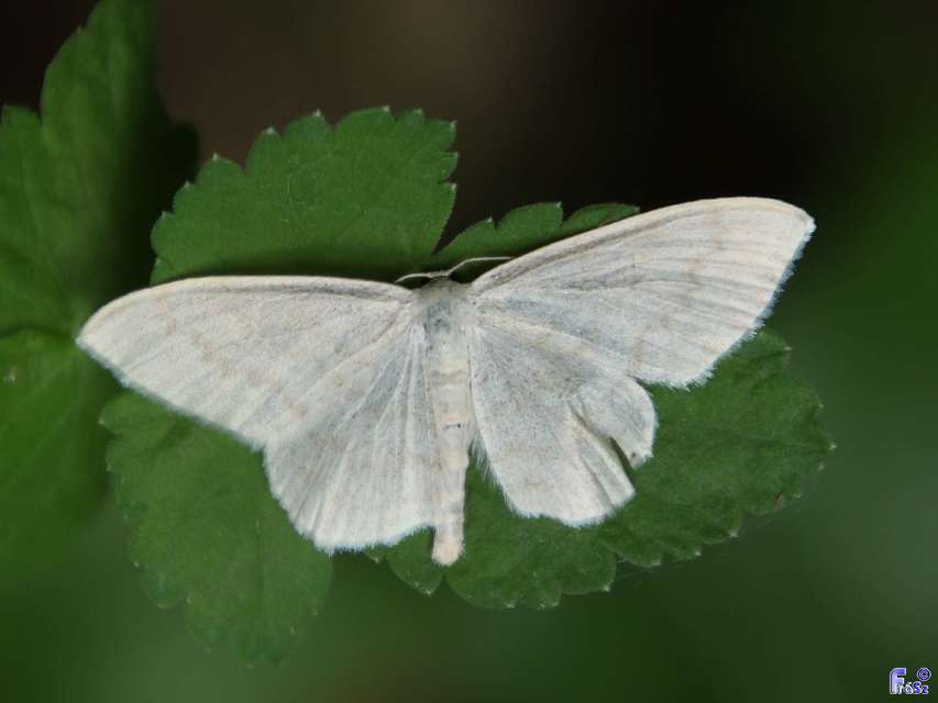 Scopula floslactata - tejfehér sávosaraszoló