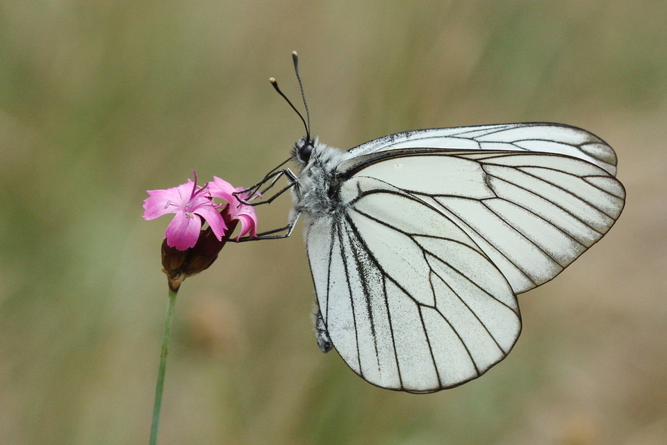 Aporia crataegi - galagonyalepke