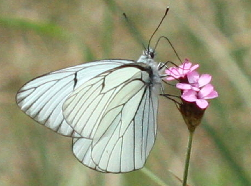 Aporia crataegi - galagonyalepke