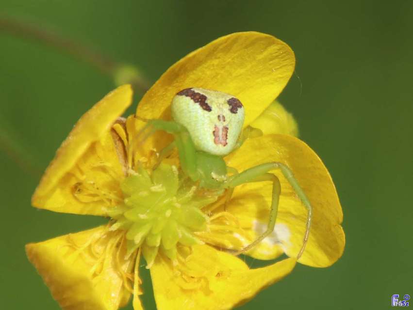 Ebrechtella tricuspidata - alakoskodó karolópók