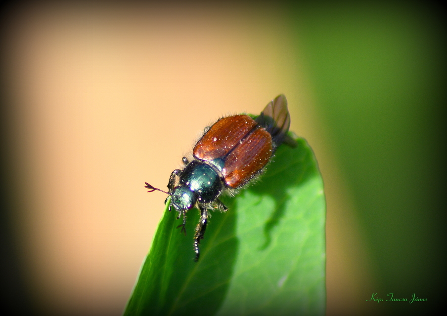 Phyllopertha horticola - kerti szipoly