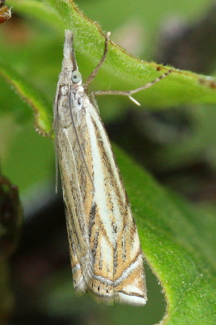 Crambus lathoniellus - mezei fűgyökérmoly