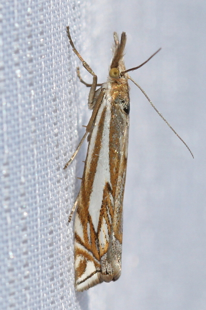 Crambus pratella - ékes fűgyökérmoly