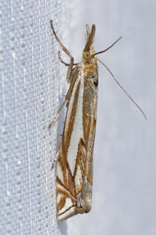 Crambus pratella - ékes fűgyökérmoly