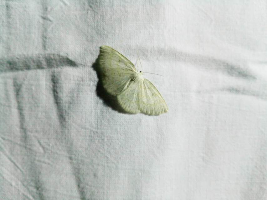 Cabera exanthemata - pettyes égeraraszoló