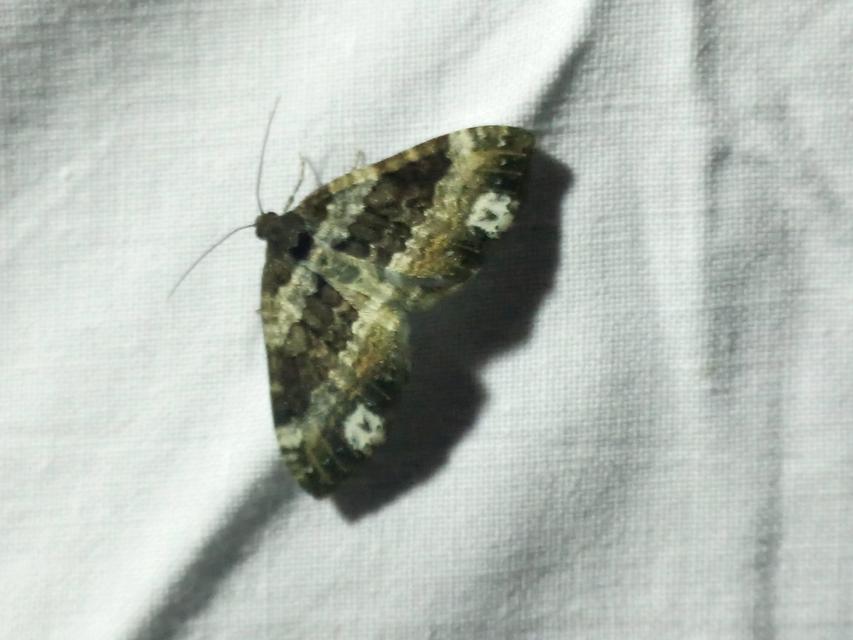 Melanthia procellata - hullámos tarkaaraszoló