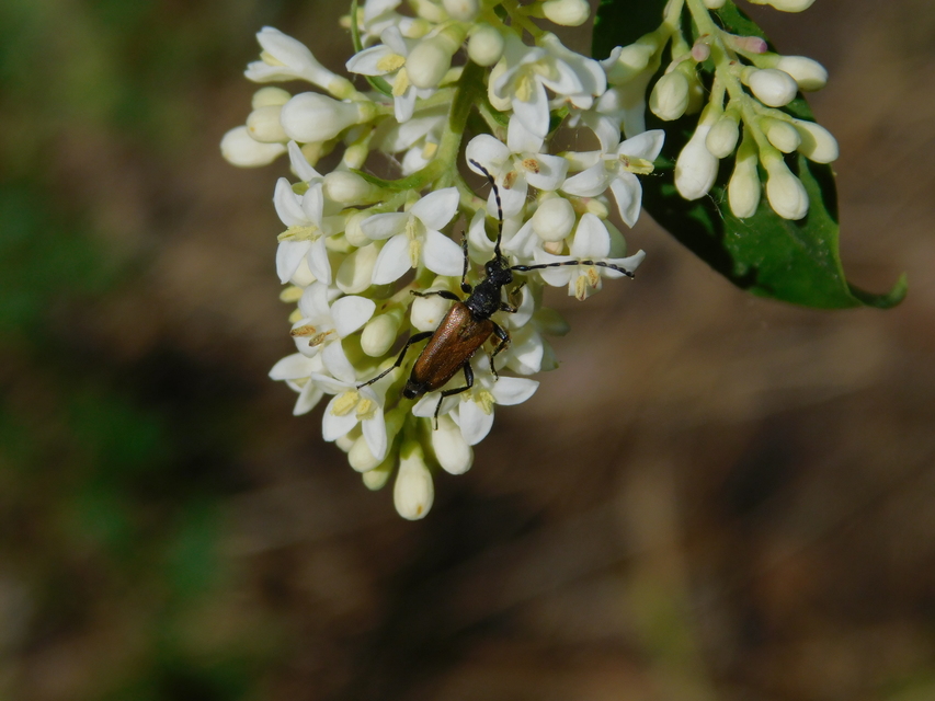 Stictoleptura maculicornis - tarkacsápú virágcincér