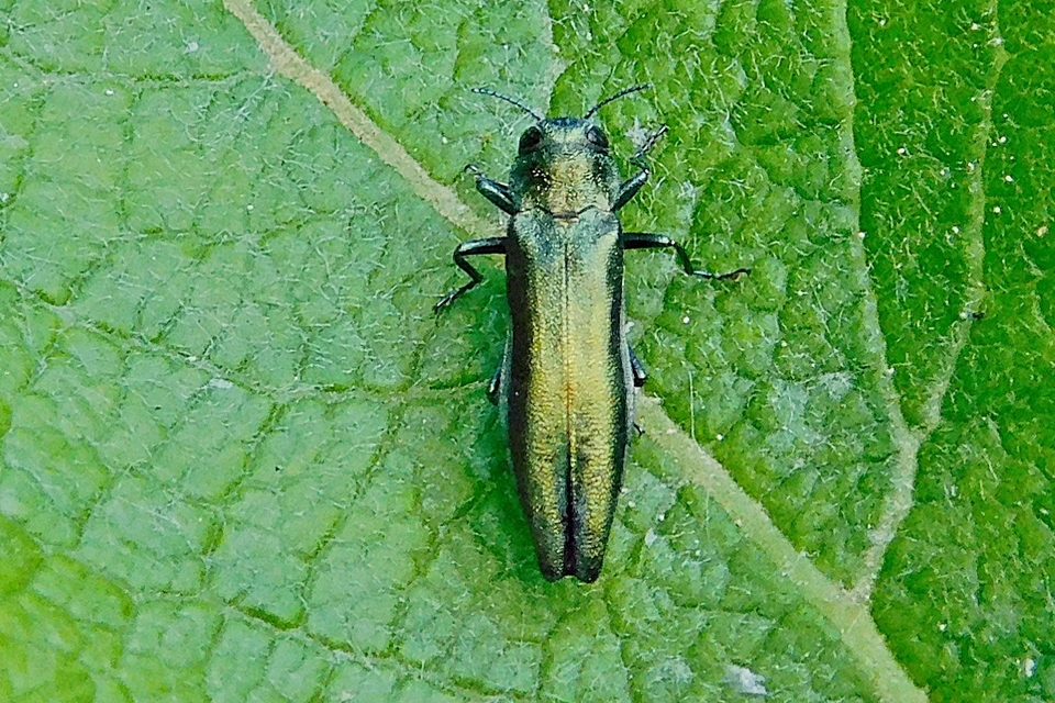 Agrilus viridis - változékony karcsúdíszbogár