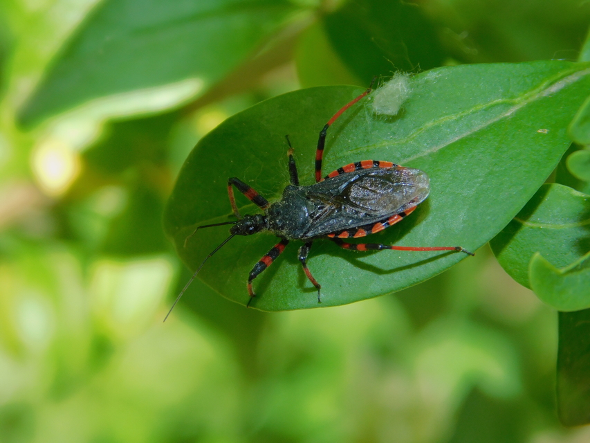 Rhynocoris annulatus - gyűrűslábú gyilkospoloska