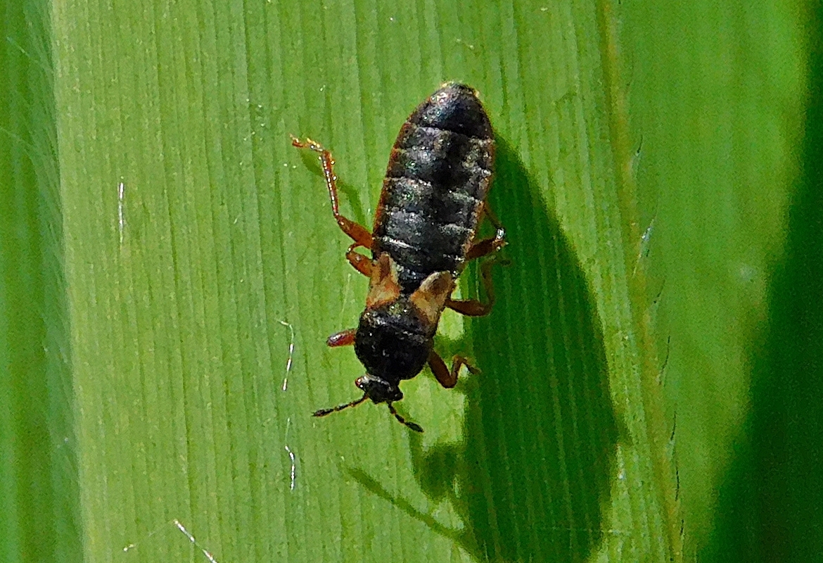 Dimorphopterus blissoides - keleti karcsúbodobács