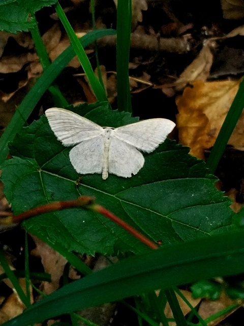 Scopula floslactata - tejfehér sávosaraszoló