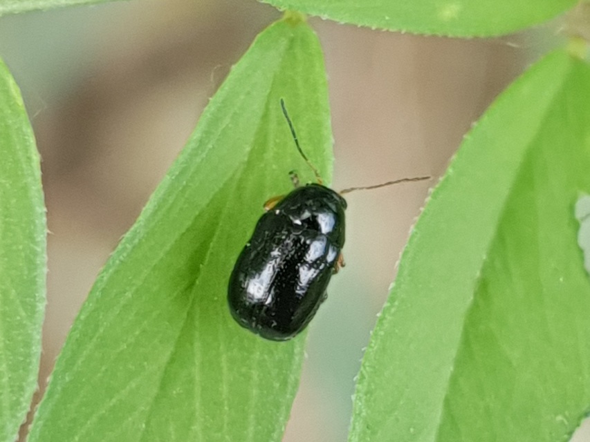 Cryptocephalus ocellatus