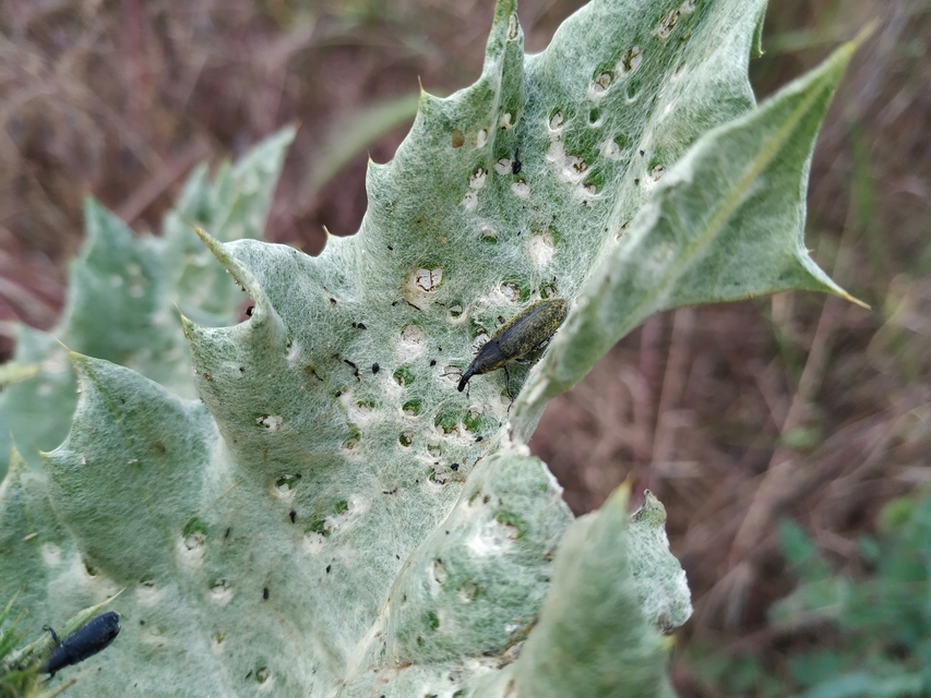Lixus cardui/filiformis