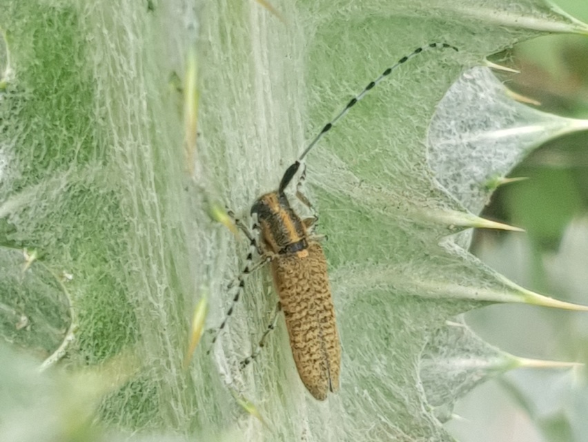 Agapanthia villosoviridescens - fehérgyűrűs bogáncscincér