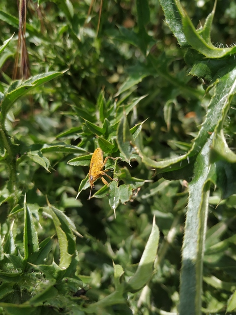 Lixus pulverulentus - mályvafúró dudvabarkó