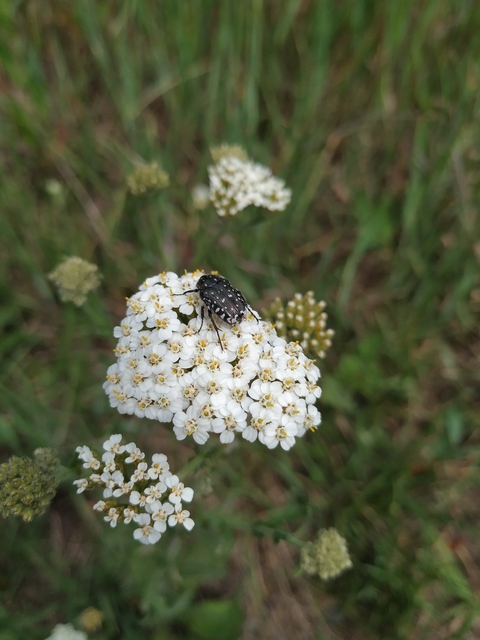 Oxythyrea funesta - sokpettyes virágbogár