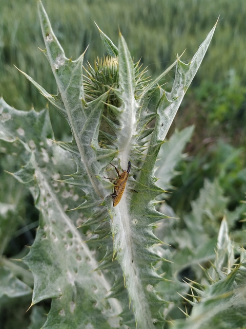 Lixus pulverulentus - mályvafúró dudvabarkó