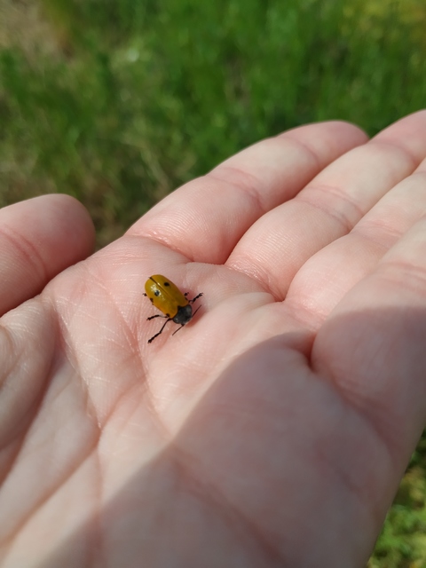 Lachnaia sexpunctata - szőrösnyakú zsákhordóbogár