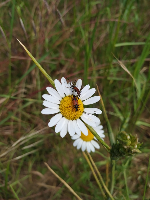 Stenurella bifasciata - kétöves karcsúcincér