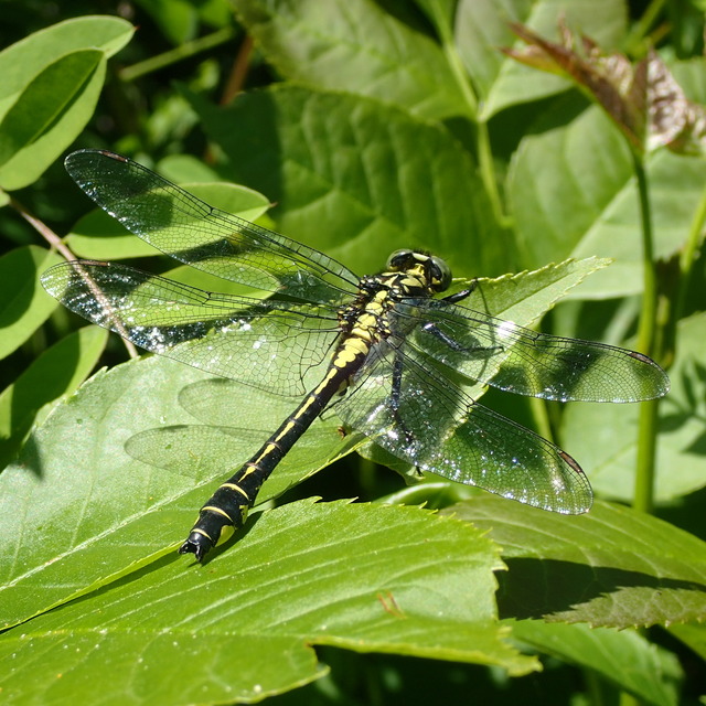Gomphus vulgatissimus - feketelábú folyami-szitakötő