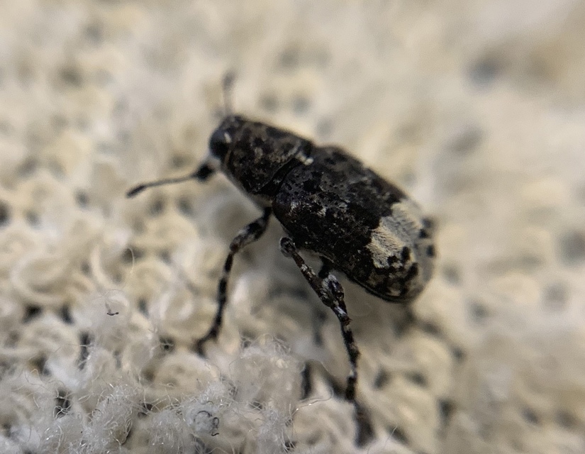 Tropideres albirostris - fehérfoltos orrosbogár