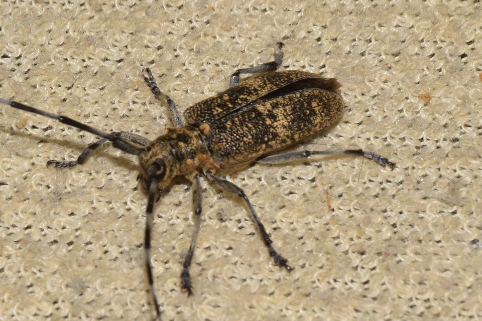 Monochamus galloprovincialis pistor - foltos fenyvescincér