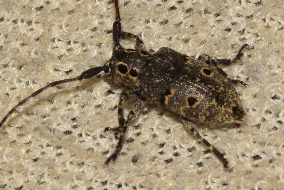 Mesosa curculionoides - szemfoltos cincér