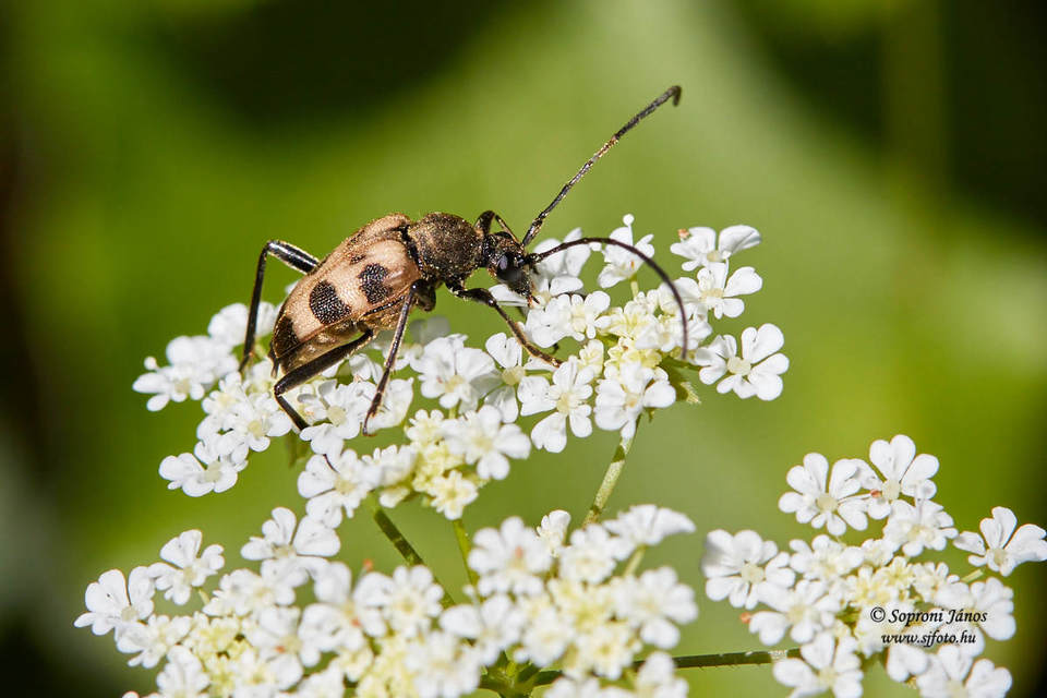 Pachytodes cerambyciformis - változékony virágcincér