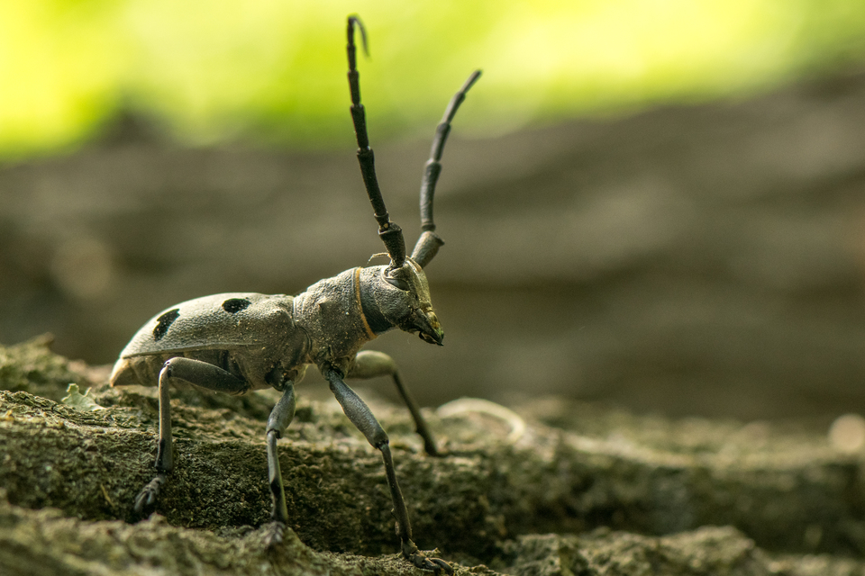 Morimus asper funereus - gyászcincér
