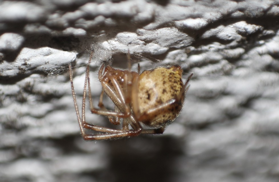 Parasteatoda tepidariorum - üvegházi törpepók