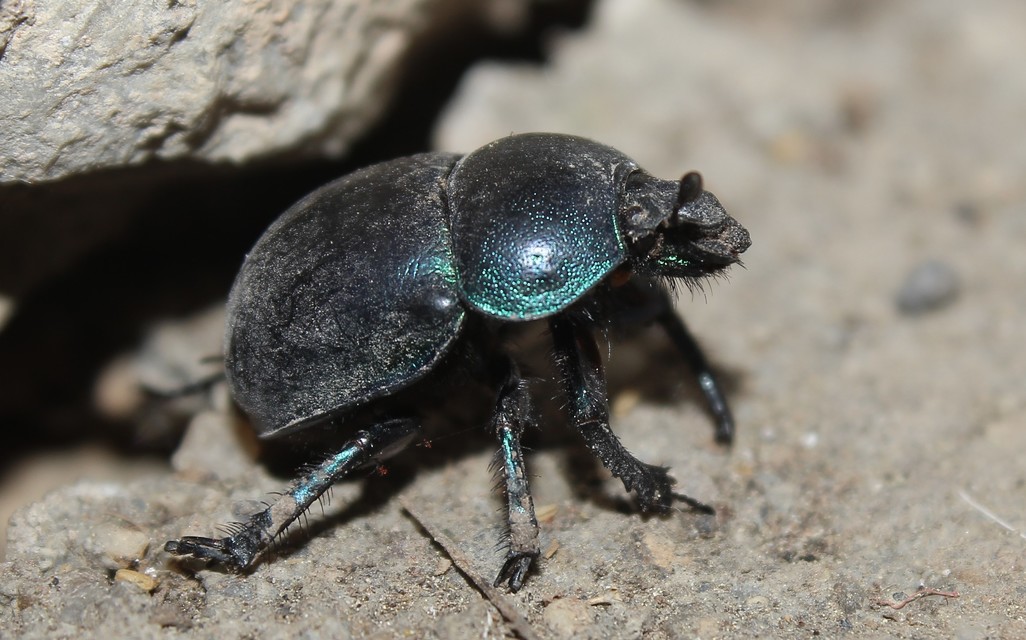 Trypocopris vernalis - tavaszi álganéjtúró