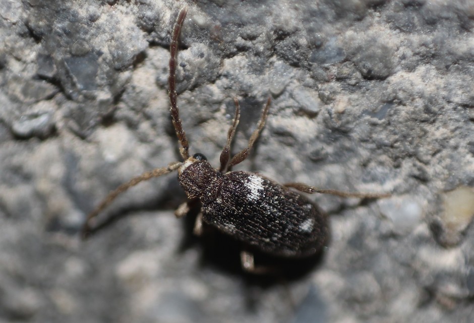 Ptinus sexpunctatus - hatfoltos tolvajbogár